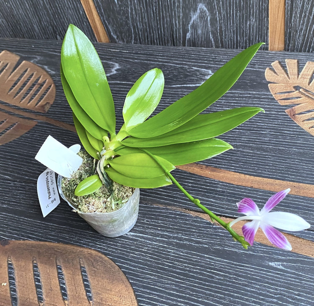 Phalaenopsis speciosa 'Plaid' parfumée