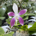 Phalaenopsis speciosa 'Plaid' perfumada
