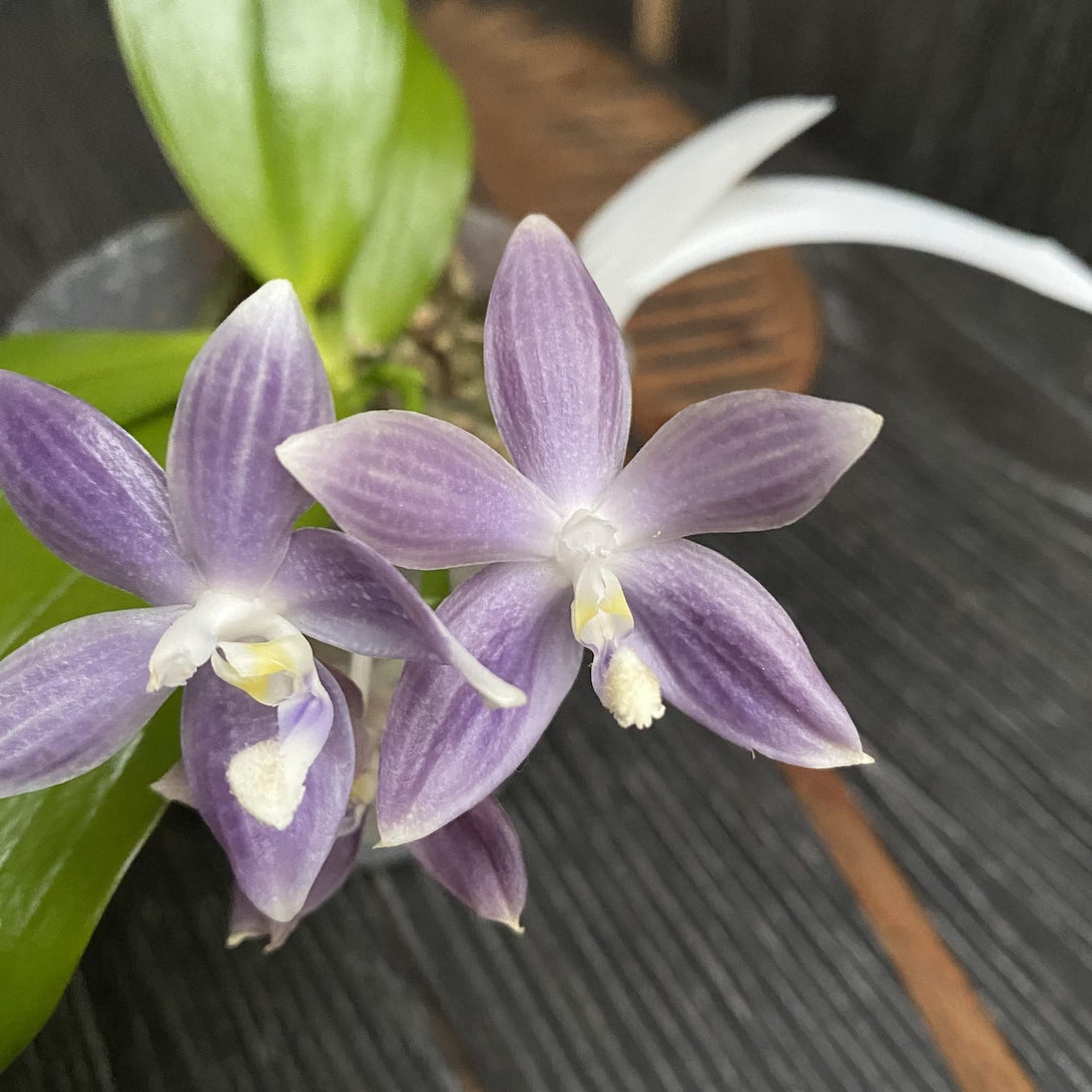 Phalaenopsis speciosa 'Super Purple'
