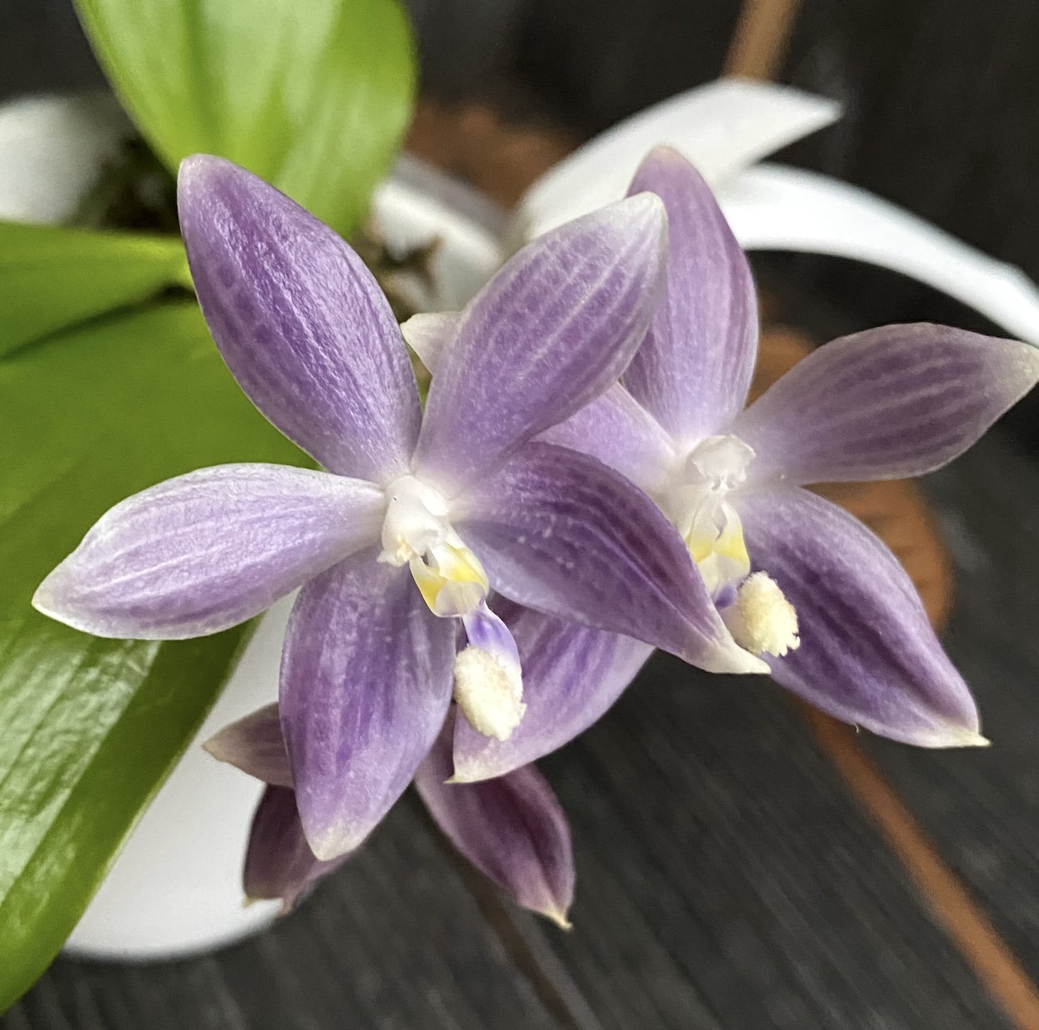 Phalaenopsis speciosa 'Super Purple'