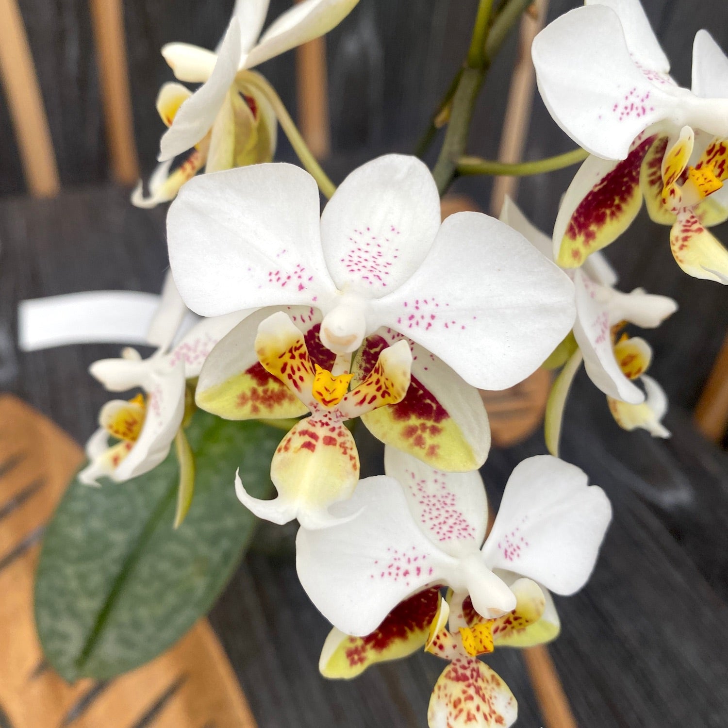 Phalaenopsis stuartiana 'Sogo' HCC/AOS