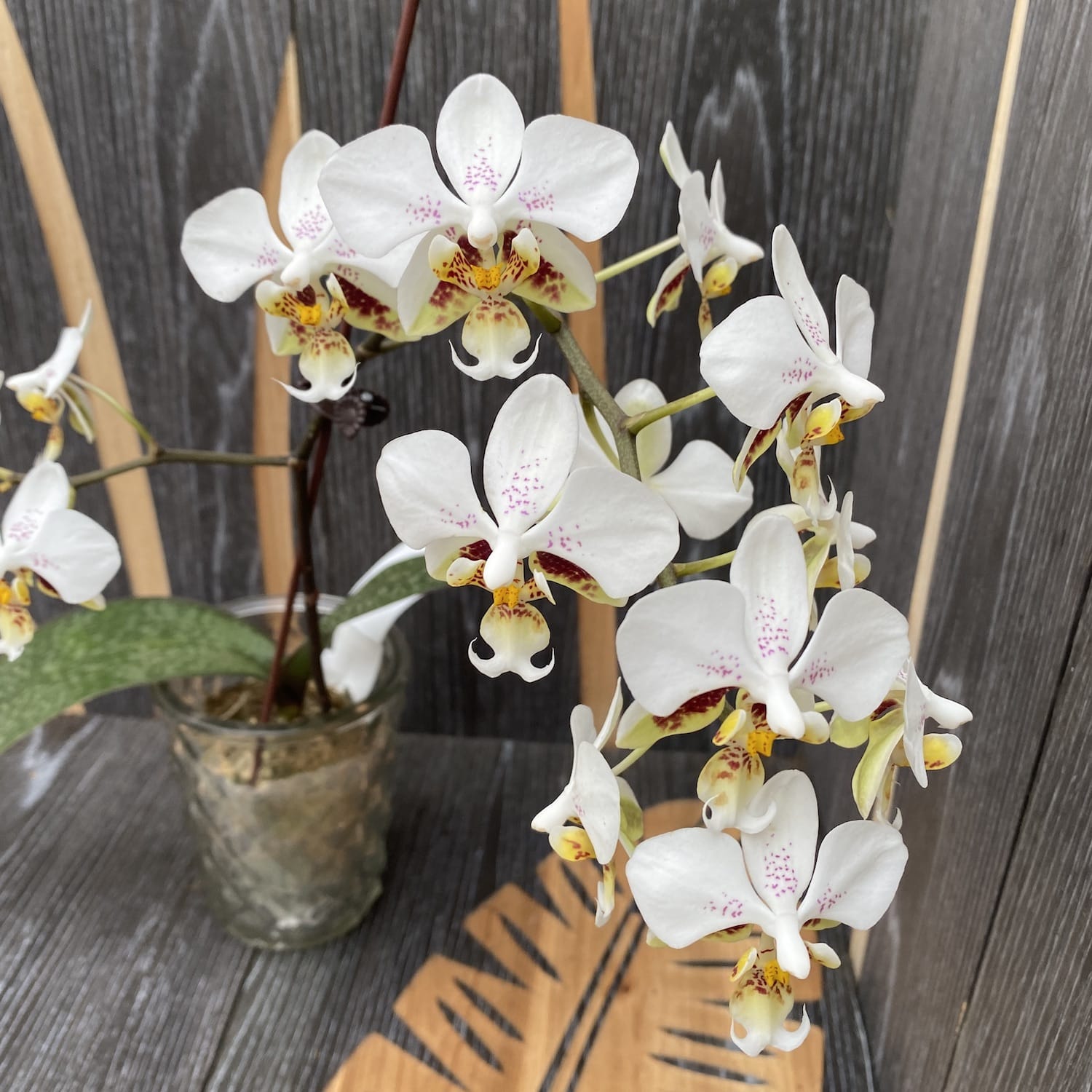 Phalaenopsis stuartiana 'Sogo' HCC/AOS