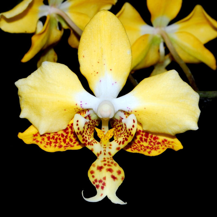 Phalaenopsis stuartiana var. nobilis