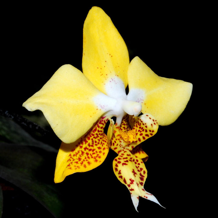 Phalaenopsis stuartiana var. nobilis