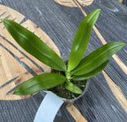 Phalaenopsis sumatrana *parfumata