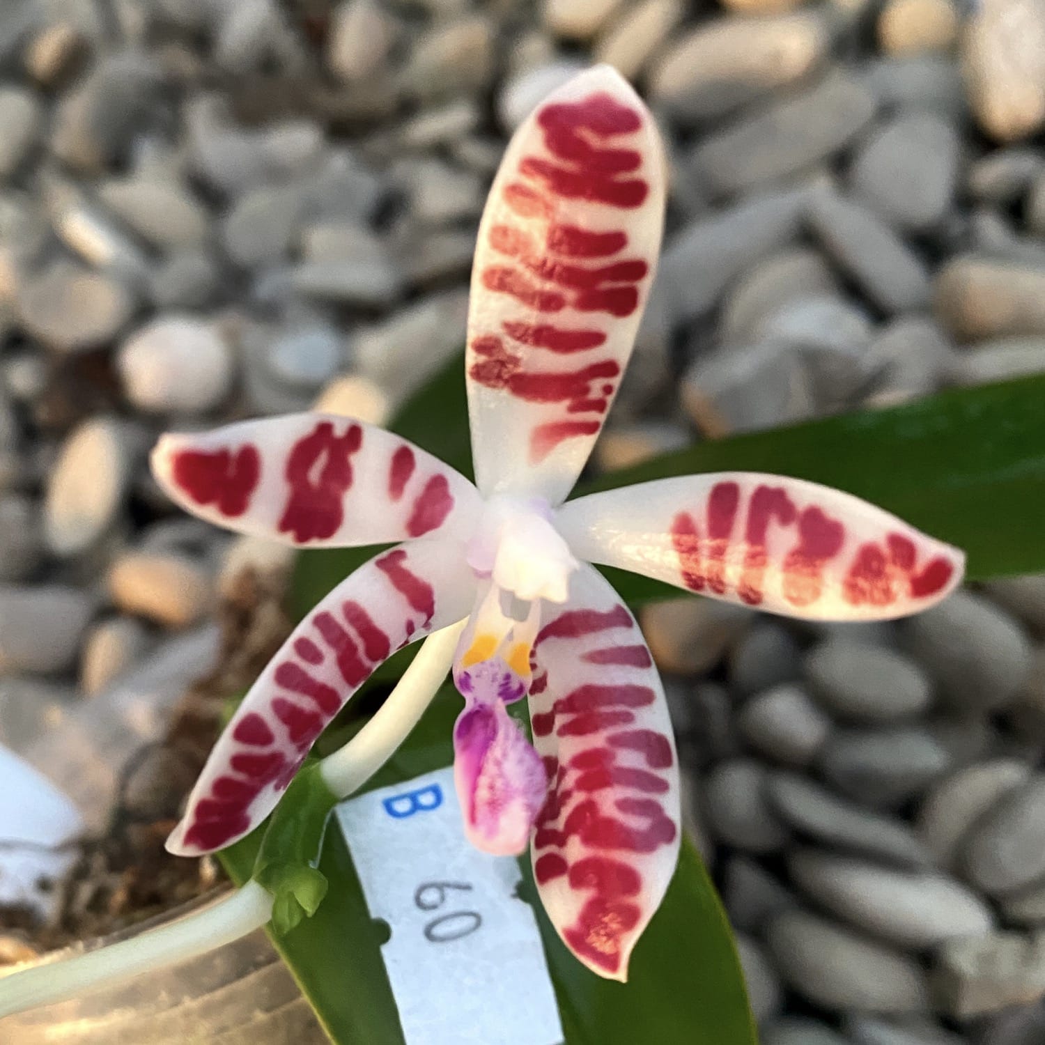 Phalaenopsis sumatrana *parfumata