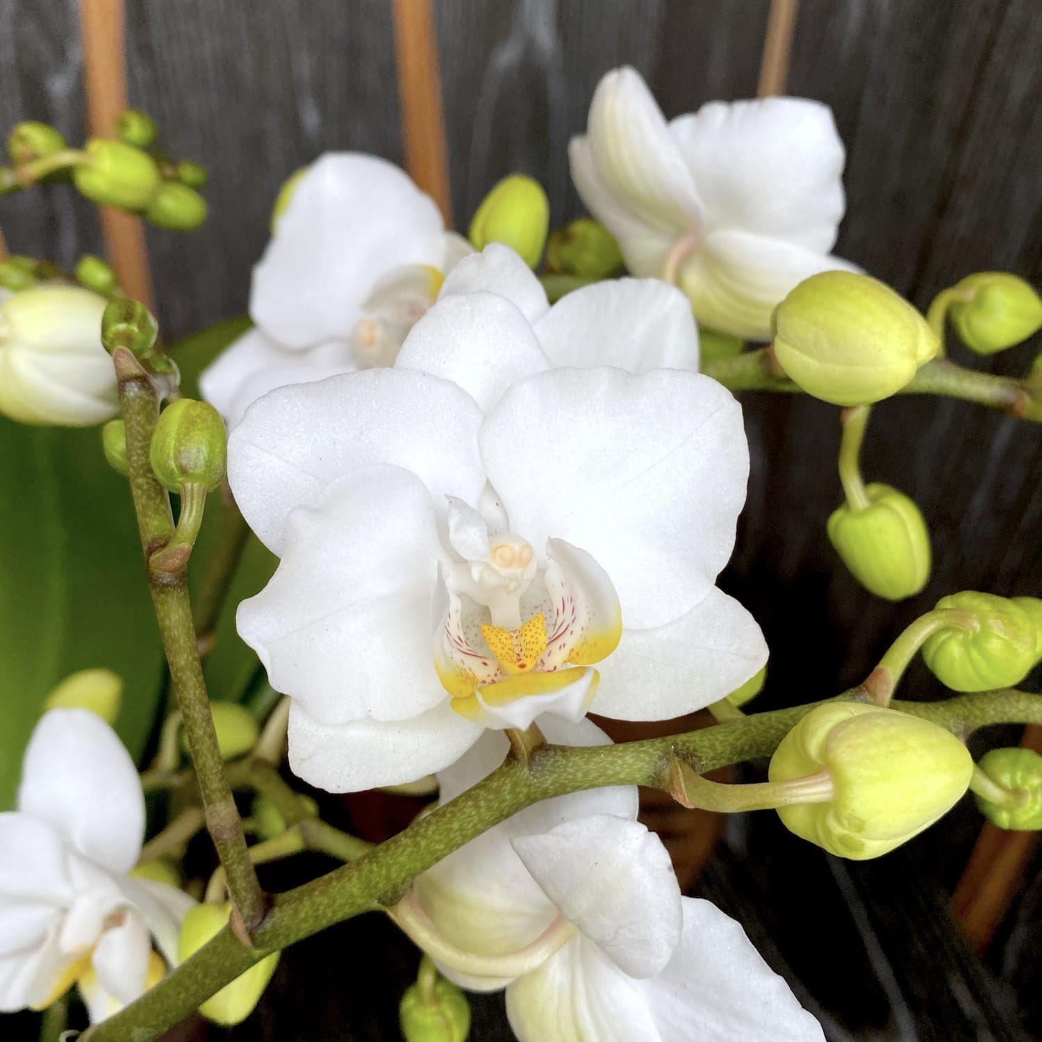Phalaenopsis Terra Blanc