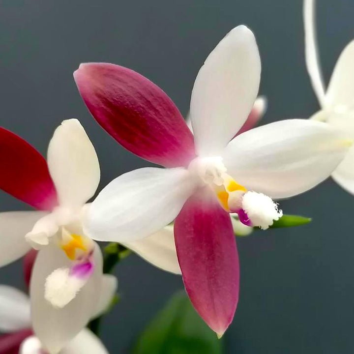 Phalaenopsis tetraspis 'C2'