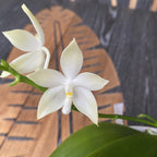 Phalaenopsis tetraspis 'Green' *fragrant