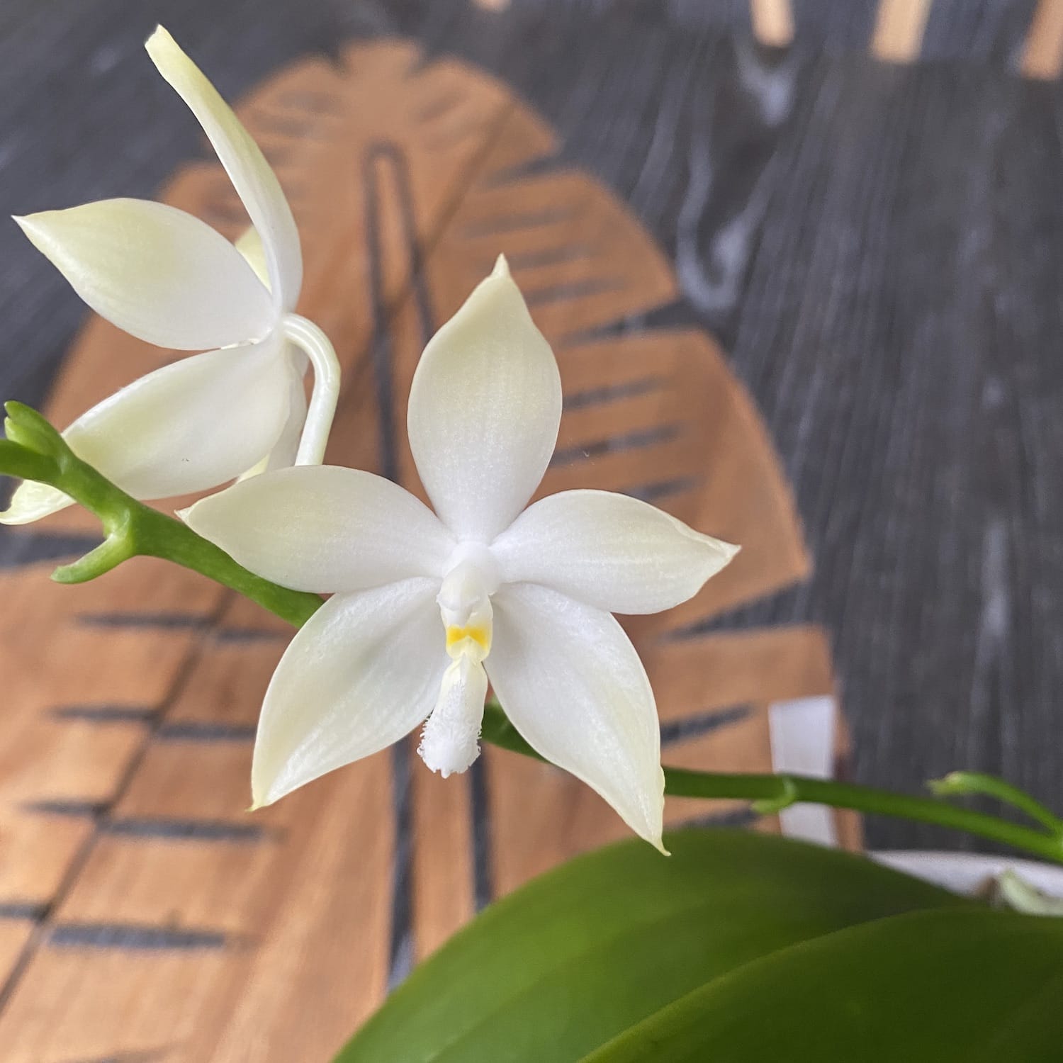 Phalaenopsis tetraspis 'Green' *fragrant