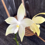 Phalaenopsis tetraspis 'Green' (variegated leaves)