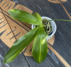Phalaenopsis tetraspis 'Green' (variegated leaves)