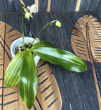 Phalaenopsis tetraspis 'Green' (variegated leaves)
