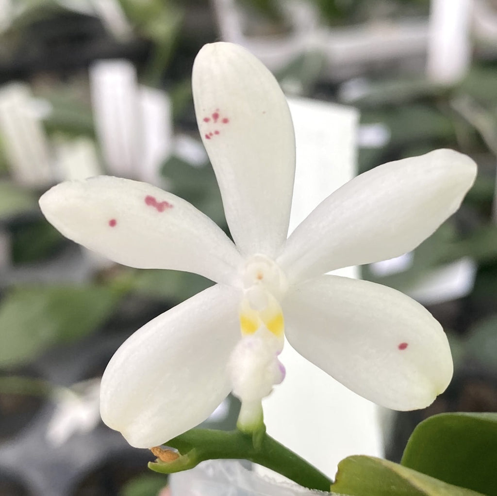 Phalaenopsis tetraspis 'Foltos'