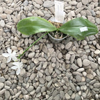 Phalaenopsis tetraspis 'Maculata'