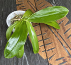 Phalaenopsis tetraspis var. alba