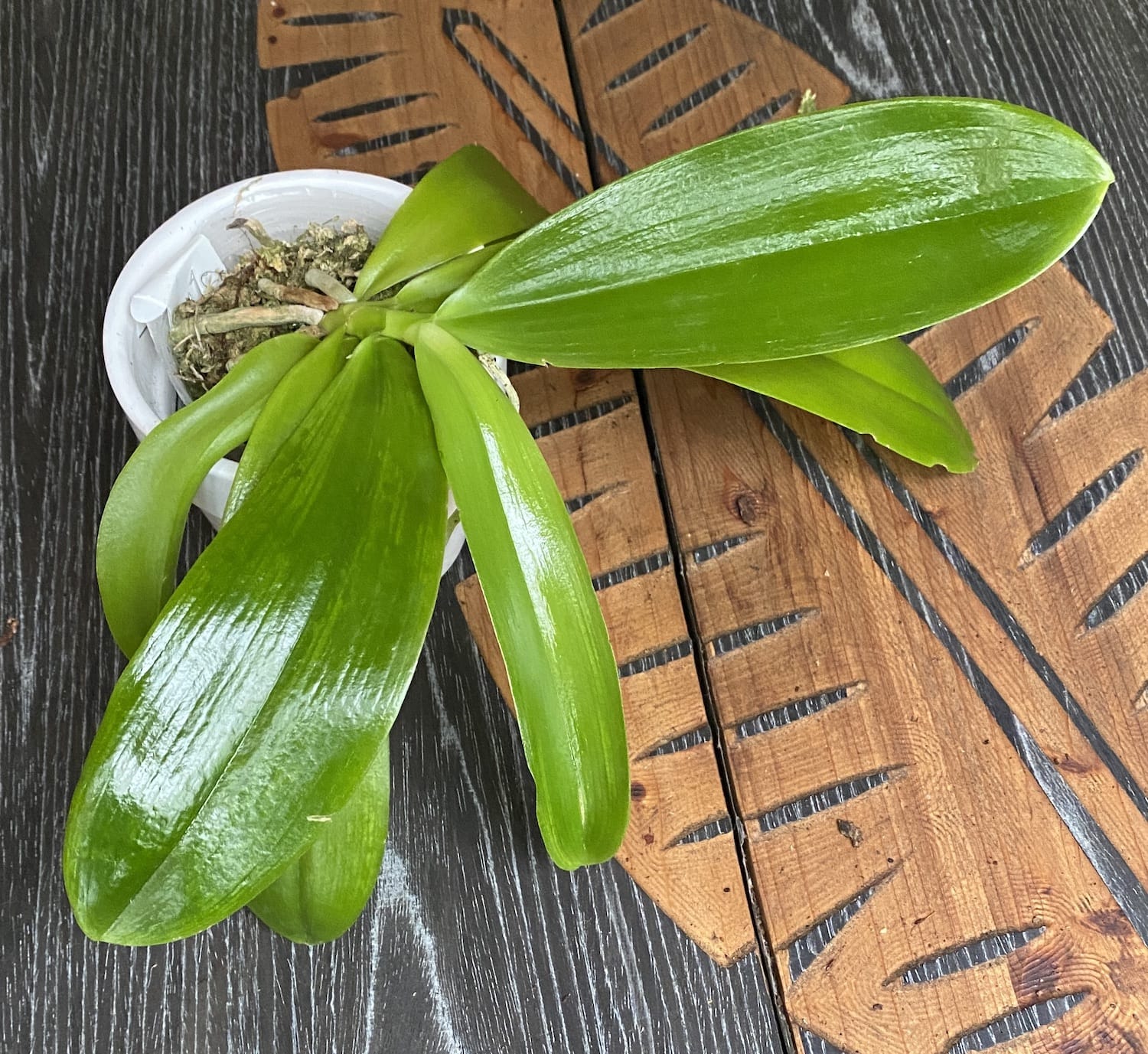 Phalaenopsis tetraspis var. alba