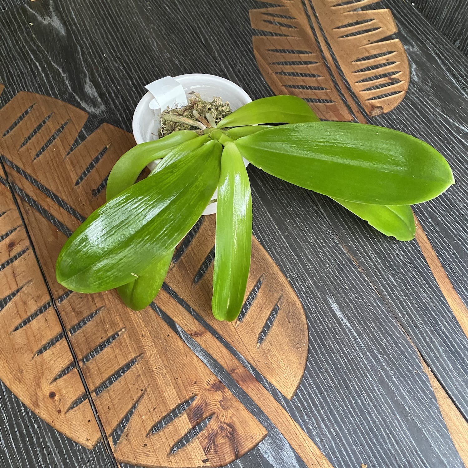 Phalaenopsis tetraspis var. alba