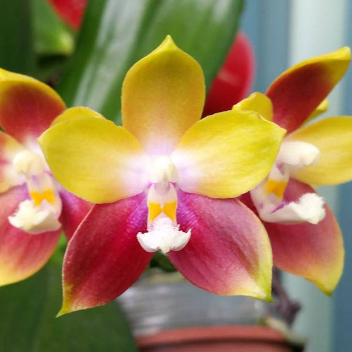 Phalaenopsis Tying Shin Fly Eagle