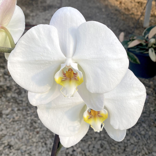Phalaenopsis Sogo Yukidian 'V3' (White Florious)  - floarea XXL