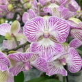 Phalaenopsis Manta Penida