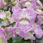Phalaenopsis Manta Penida