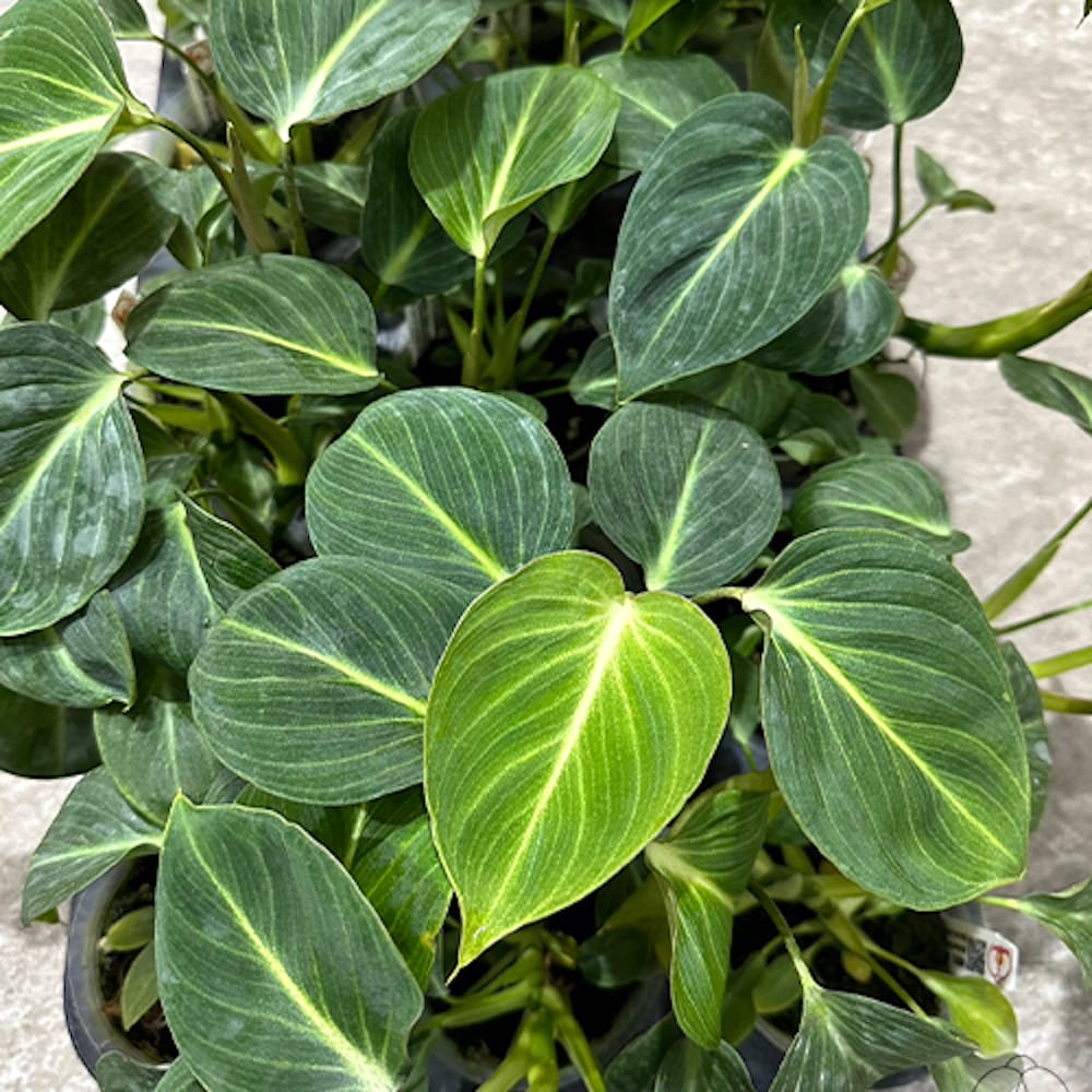 Philodendron 'Glorious' (variation)