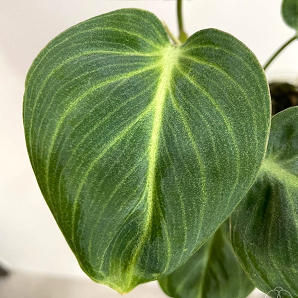 Philodendron 'Glorious' (variation)