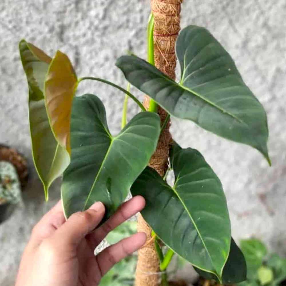 Philodendron lupinum