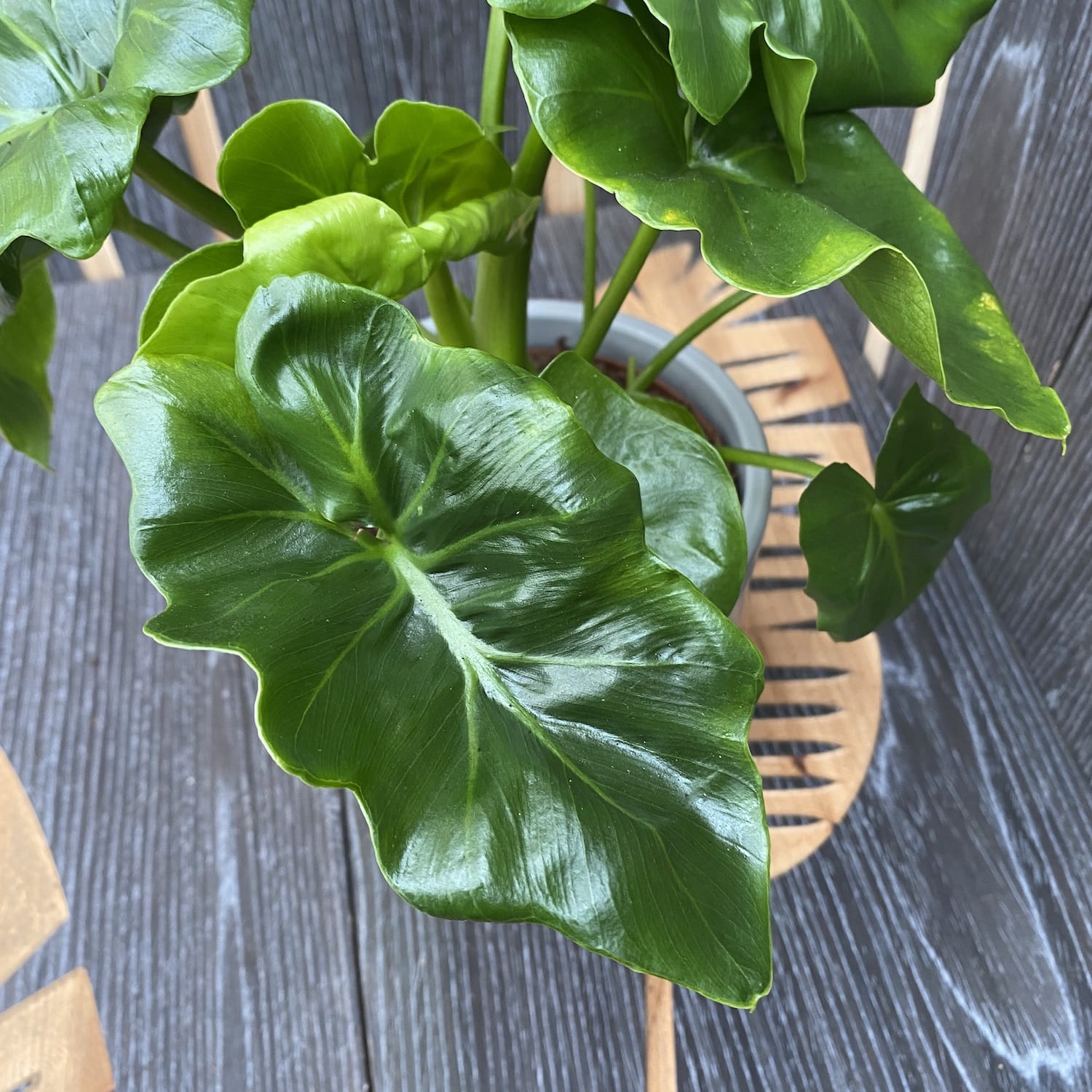 philodendron atom pflege Philodendron Atom – Secret Garden Plant Shop