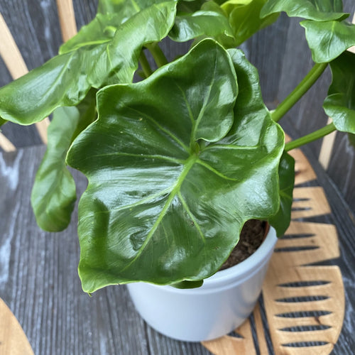 philodendron atom entretien Philodendron Atom – Secret Garden Plant Shop