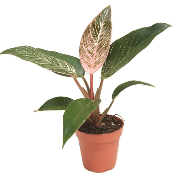 Philodendron-Birkin-Rosa