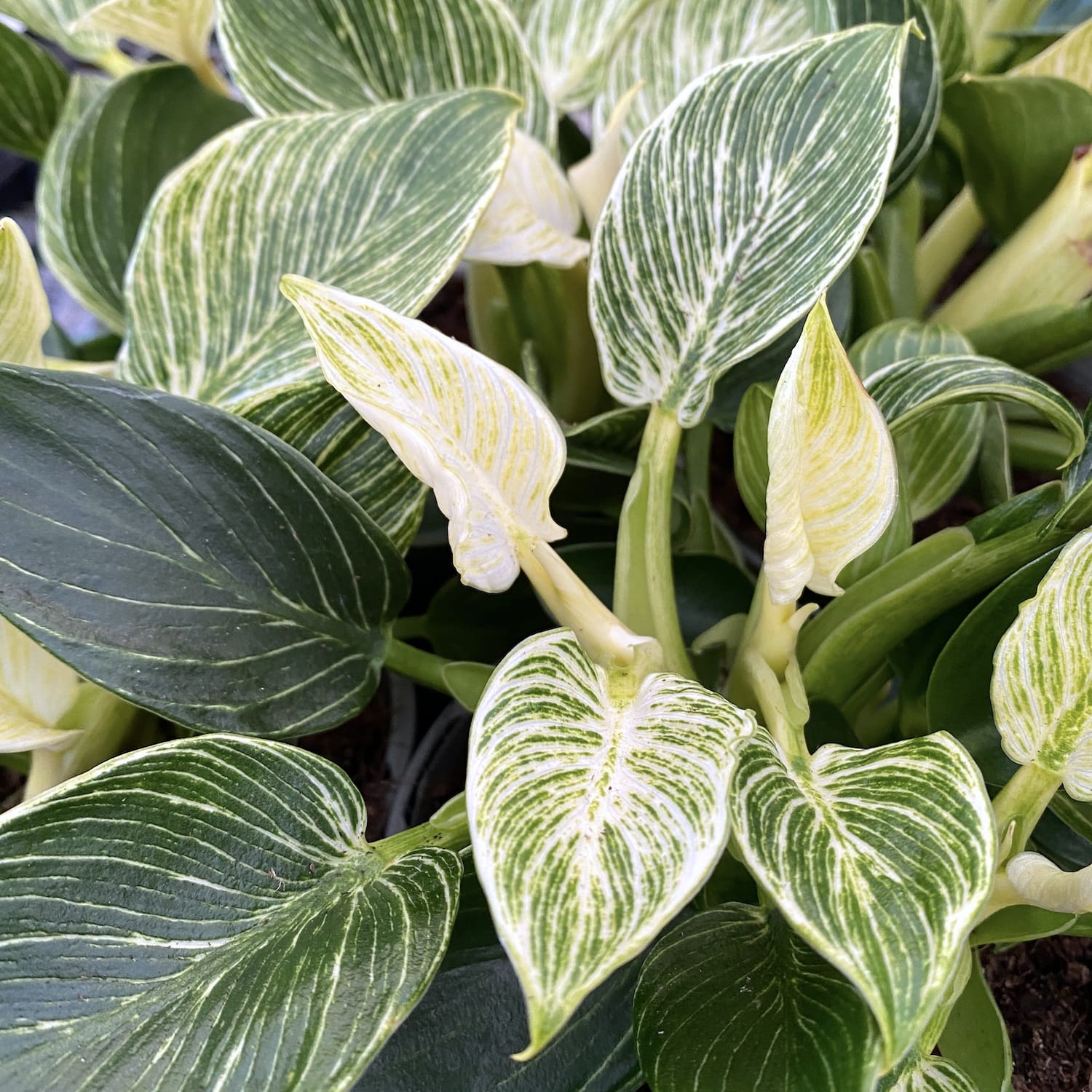 Philodendron Birkin (bush) - frunzis elegant cu dungi albe fine