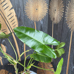 Philodendron Burle Marx - plante avec défauts