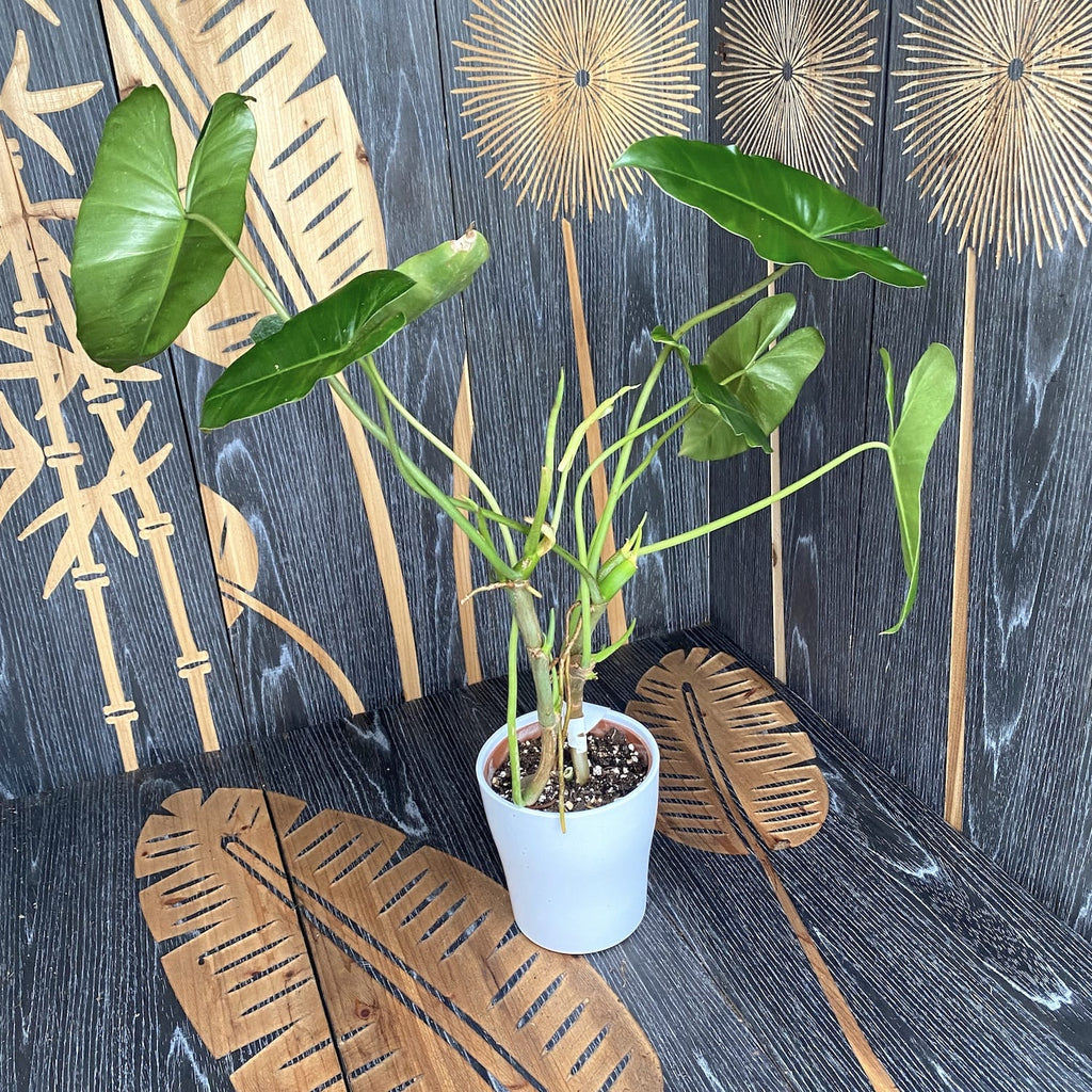 Philodendron Burle Marx - rośliny z defektami