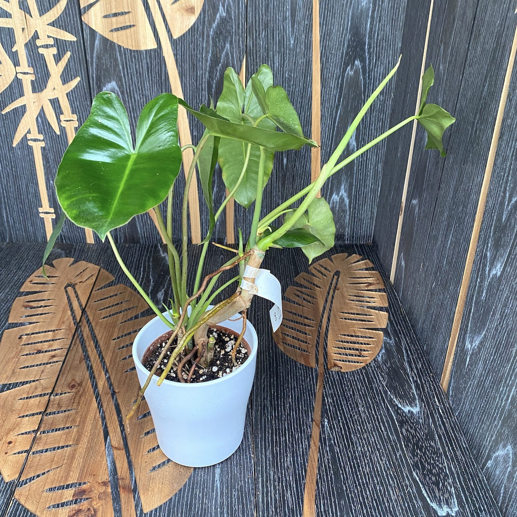 Philodendron Burle Marx - rośliny z defektami