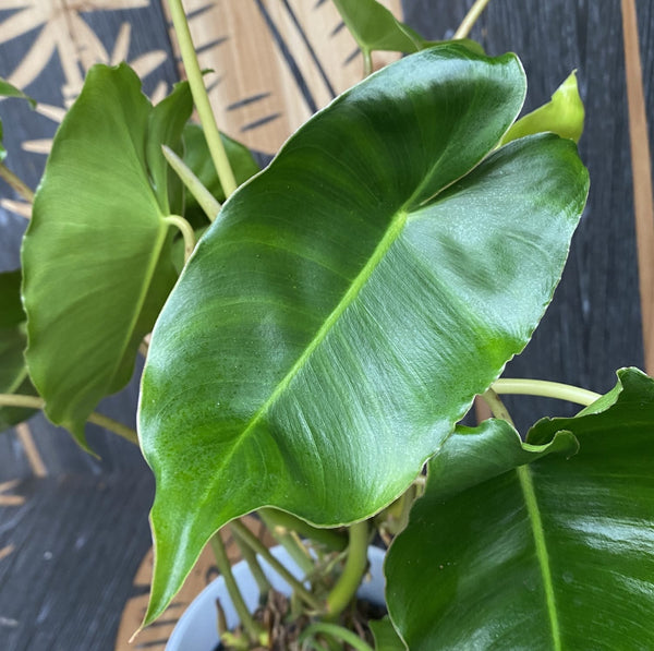 Philodendron Burle Marx - plants with defects