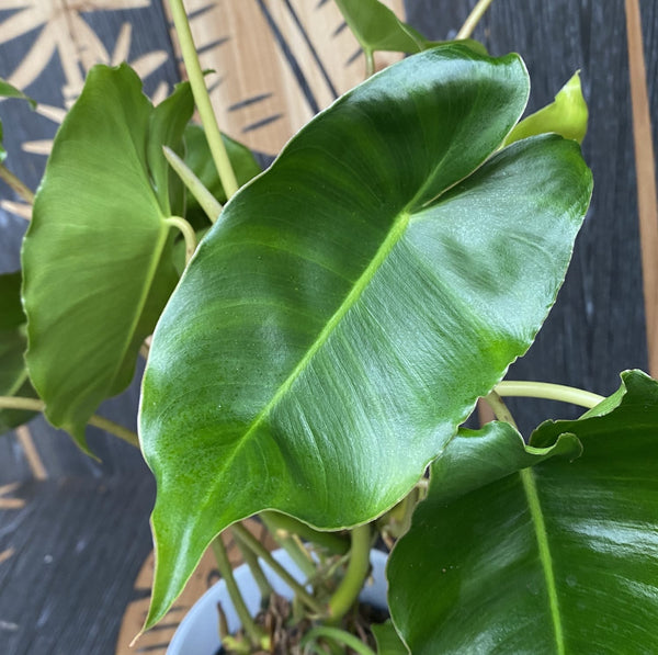 Philodendron Burle Marx - plante cu defecte