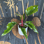 Philodendron Caramel