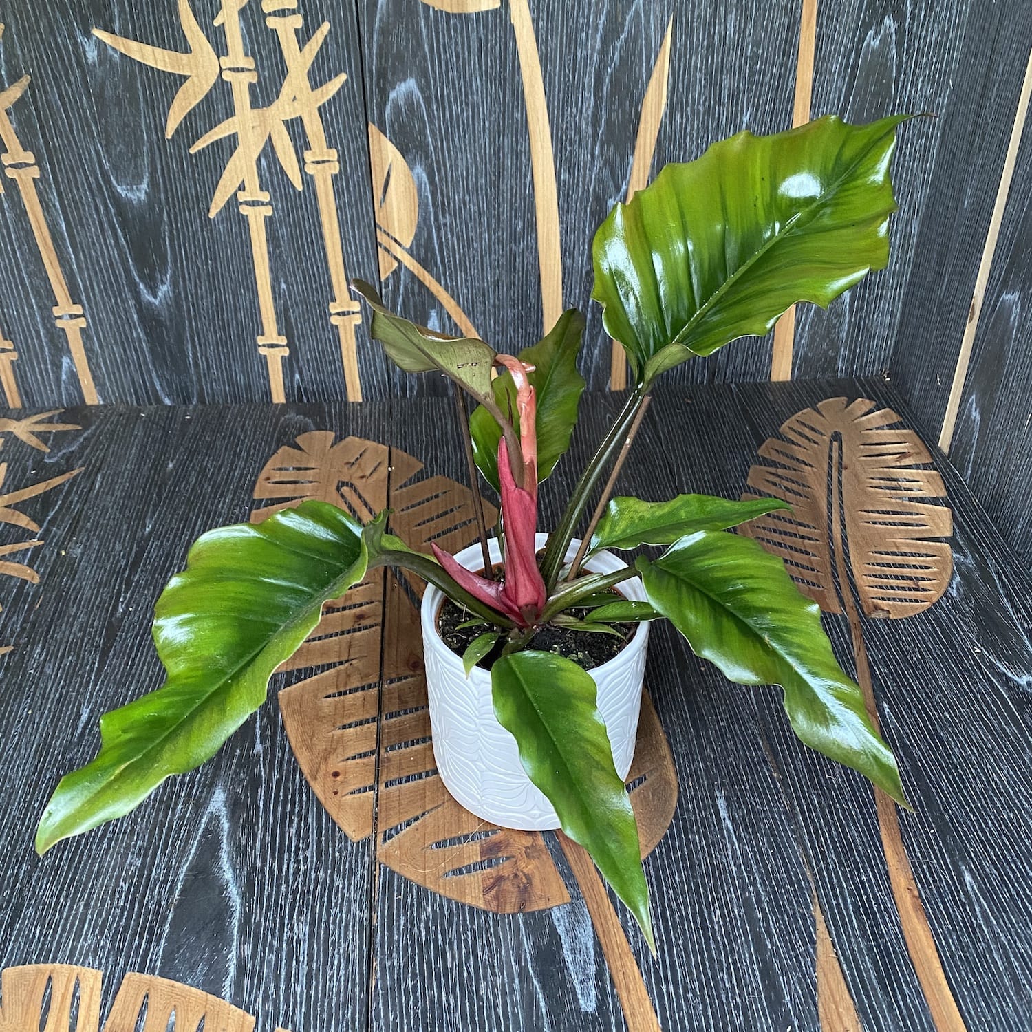 Philodendron Caramel