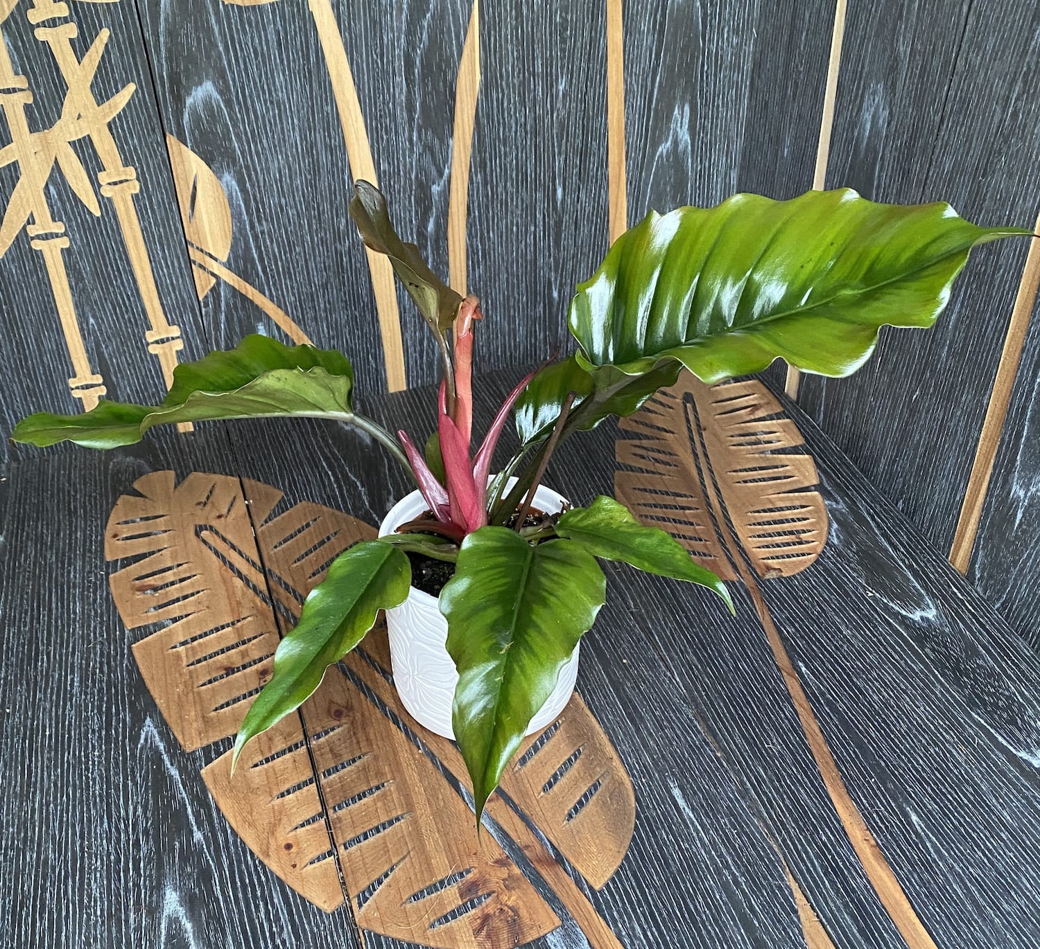 Philodendron Caramel