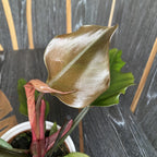 Philodendron Caramel