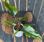 Philodendron Caramel