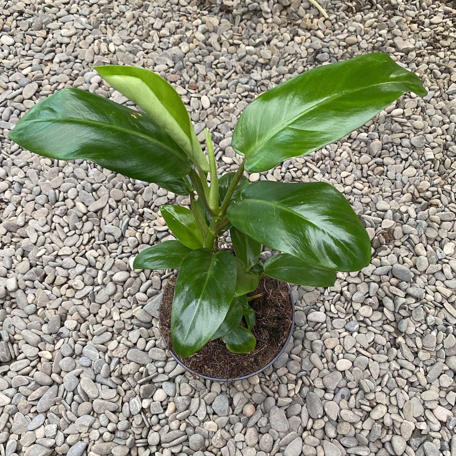 philodendron ceylon green Philodendron Ceylon (Green) – Secret Garden Plant Shop