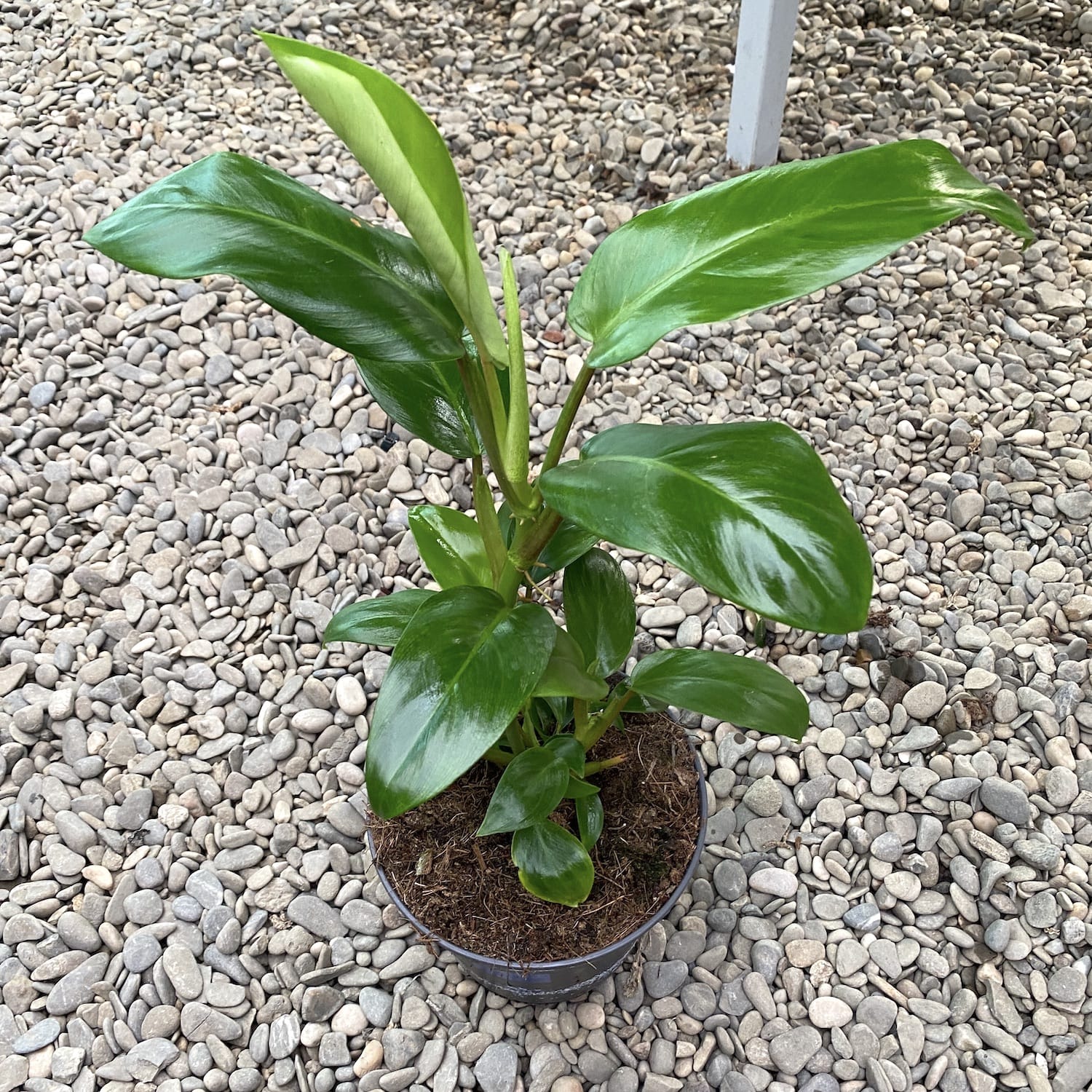 Philodendron Ceylon (Green)