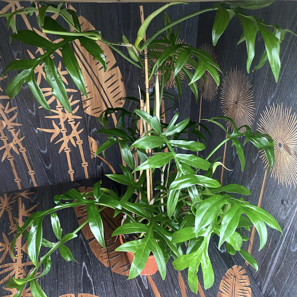 Philodendron Cinderella 2-3 Pflanzen/Topf