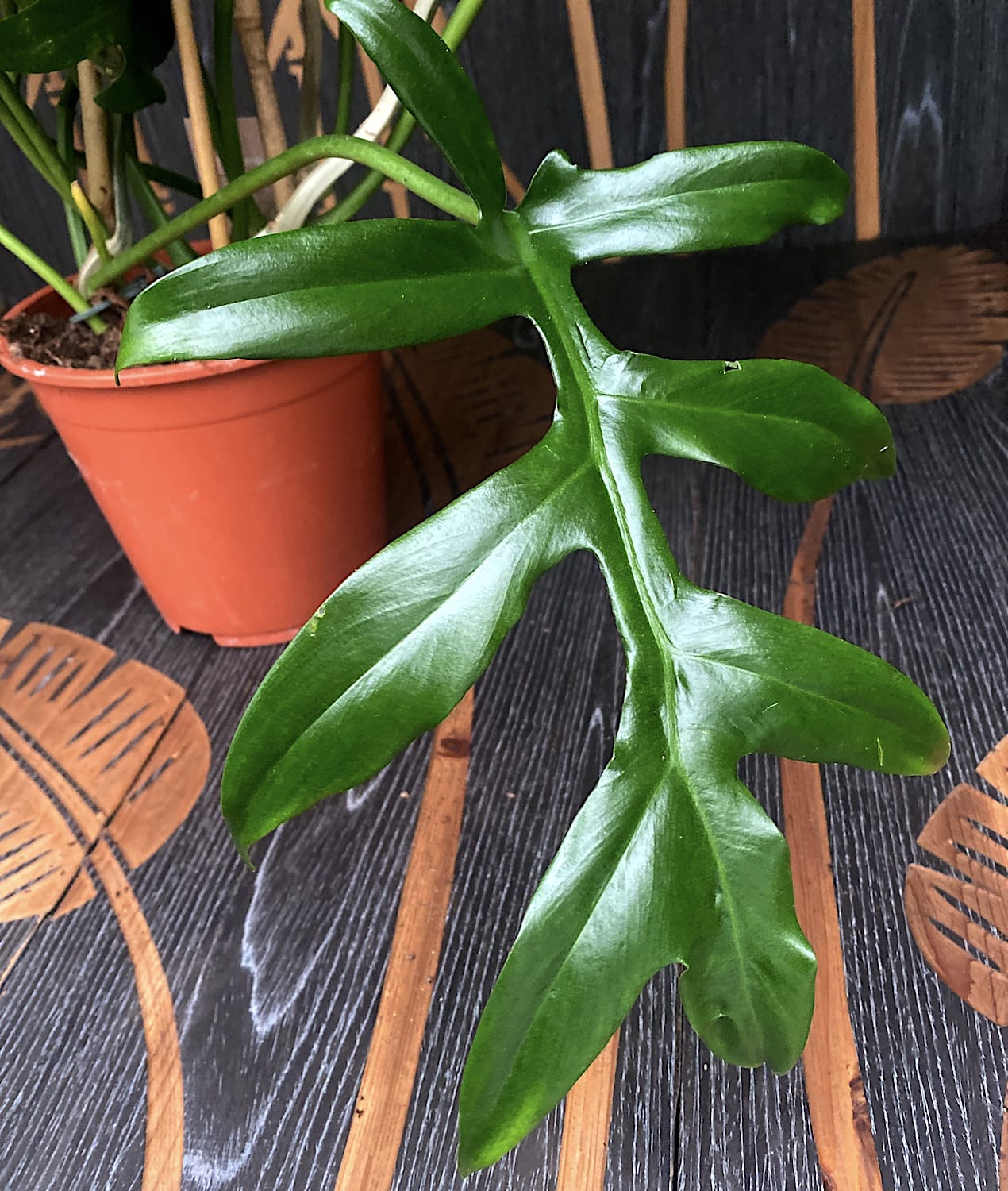 Philodendron Cinderella 2-3 plante/ghiveci