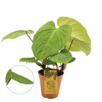 Филодендрон нангаритенсе (Philodendron sp. Fuzzy Petiole) D15 - 2 растения/саксия