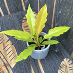 Philodendron Golden Saw