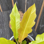 Philodendron Golden Saw